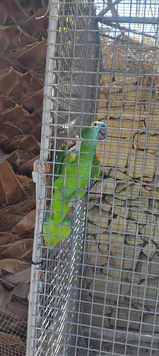 Found bird