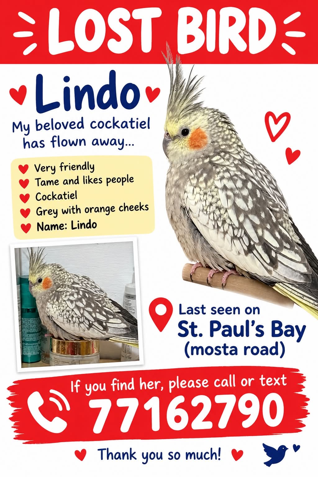 Lost bird