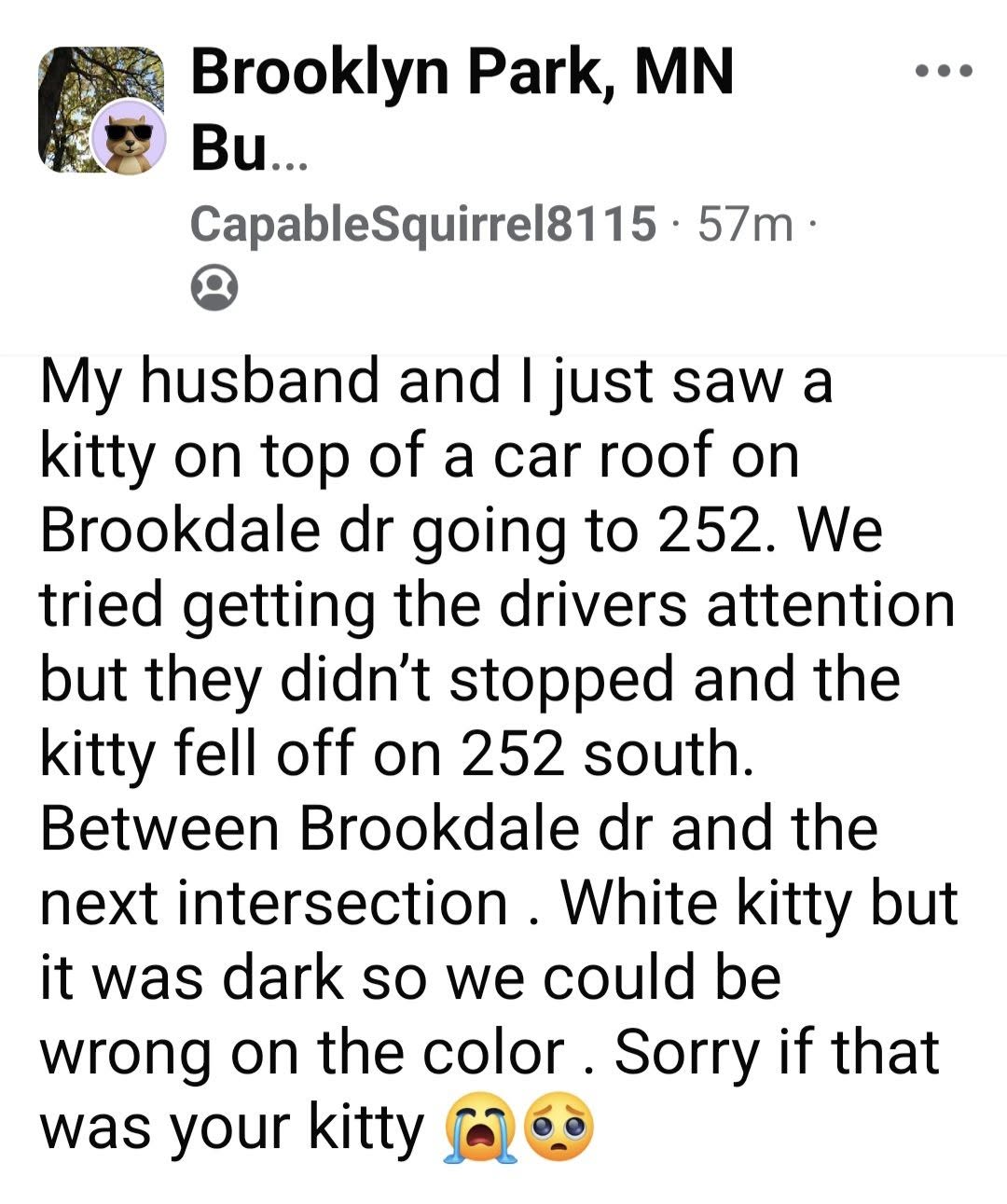 Found cat