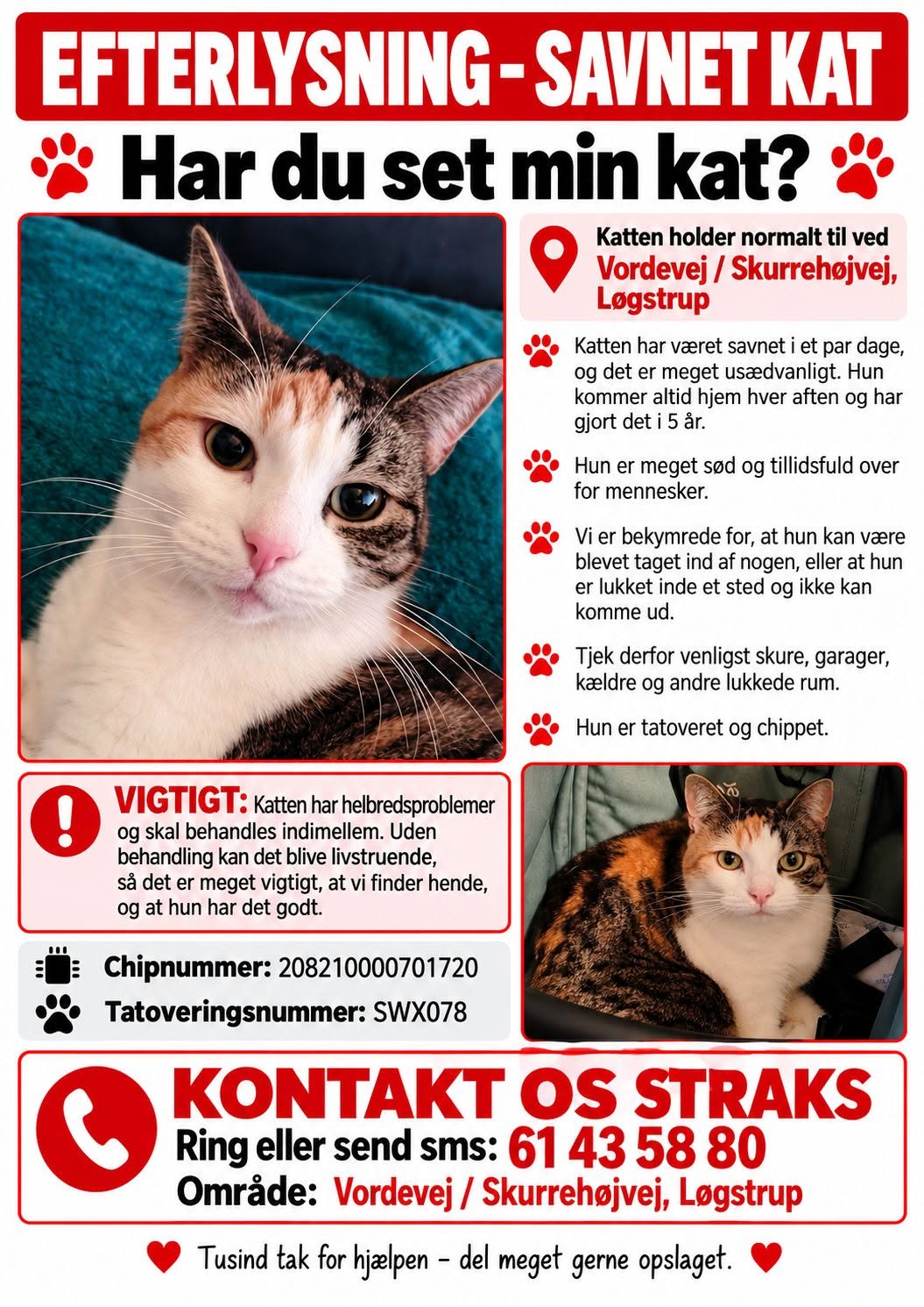 Lost cat