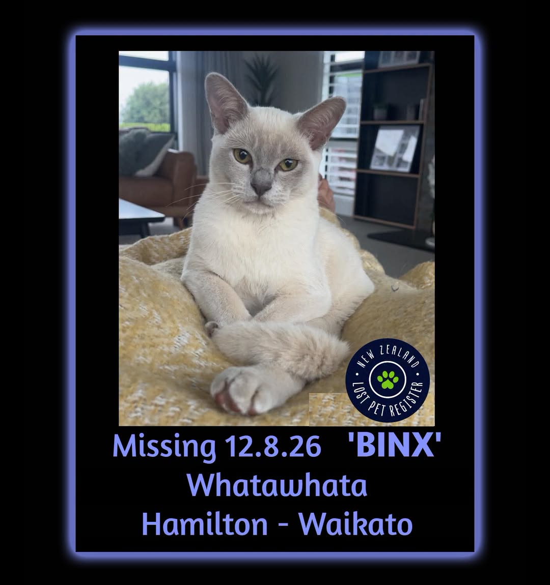Lost cat