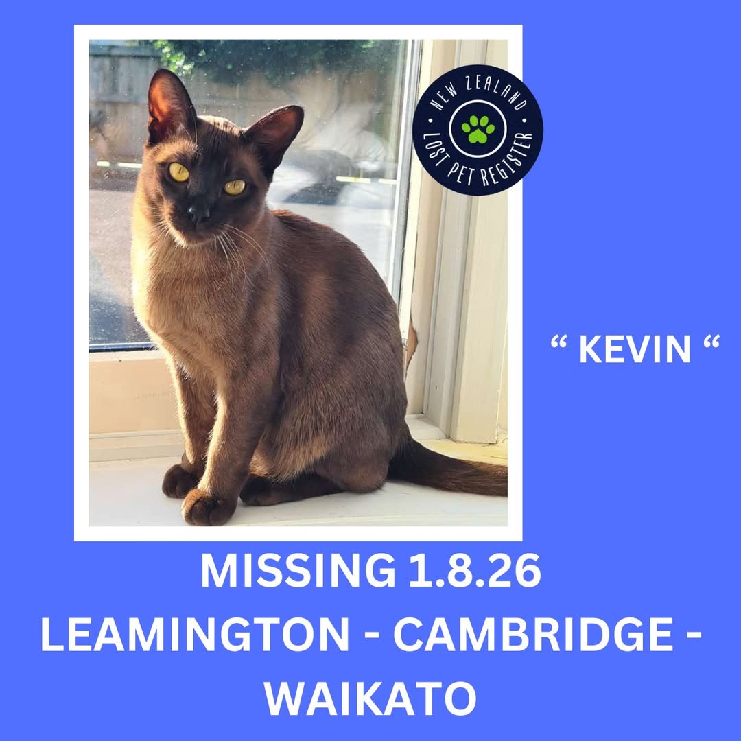 Lost Cat in Cambridge