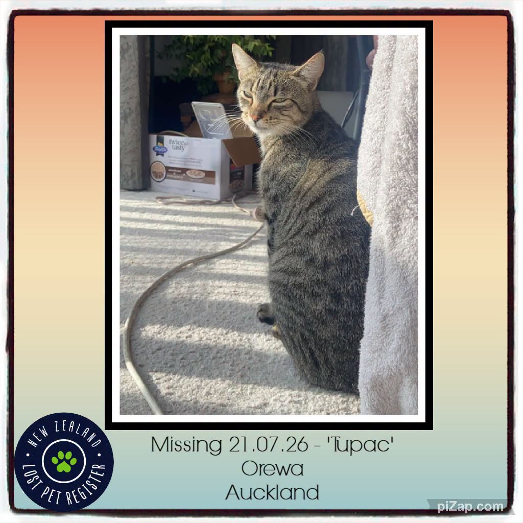 Lost Cat in Auckland