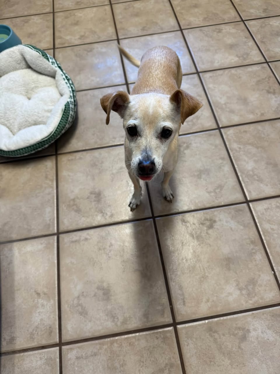 Found dog