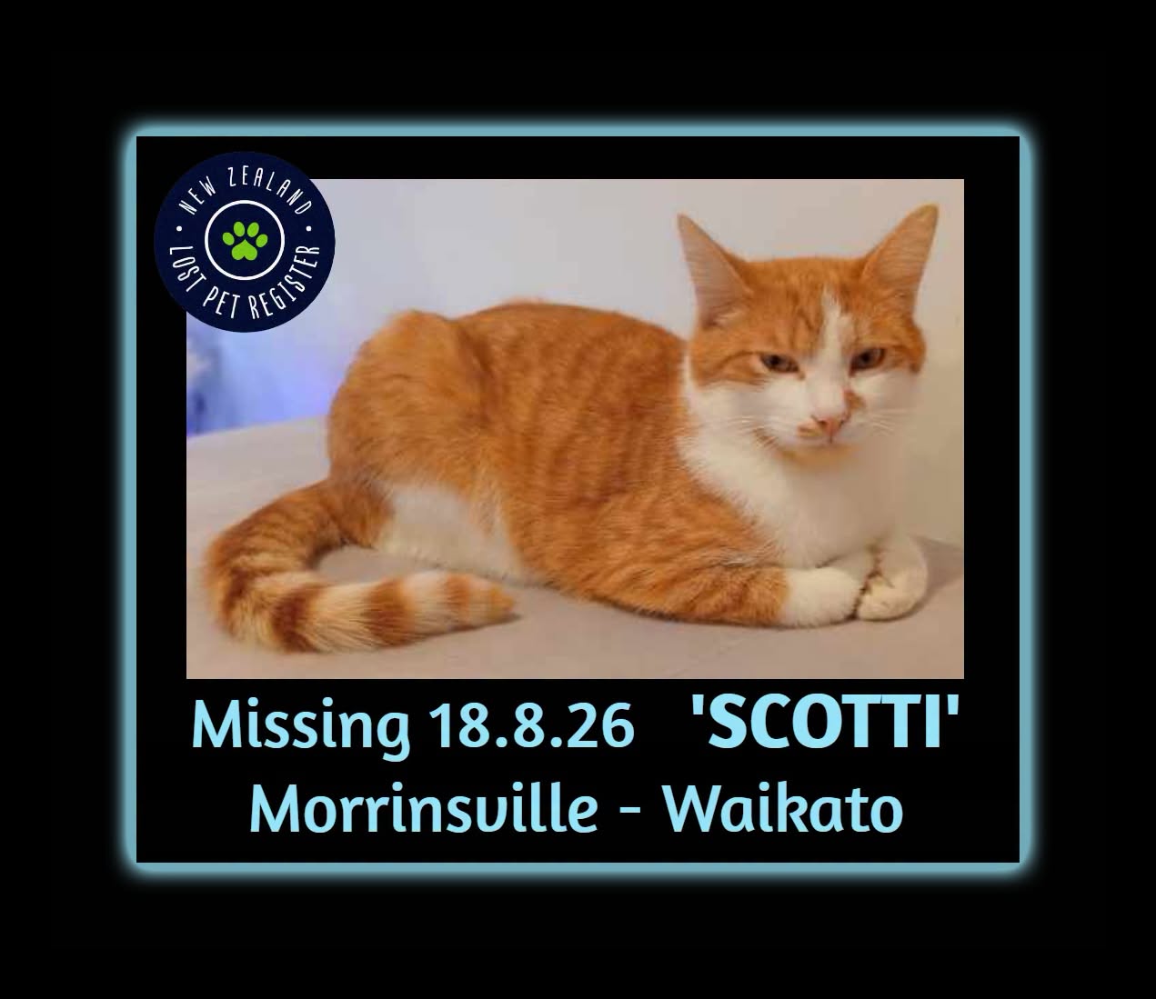 Lost Cat in Morrinsville