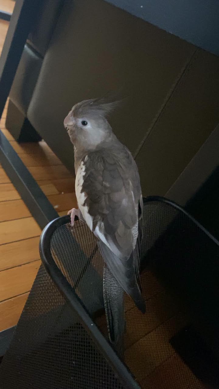 Lost Bird in McLeod