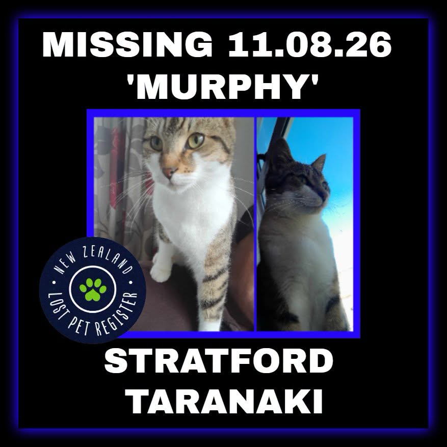 Lost cat