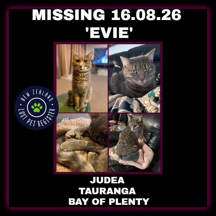 Lost cat