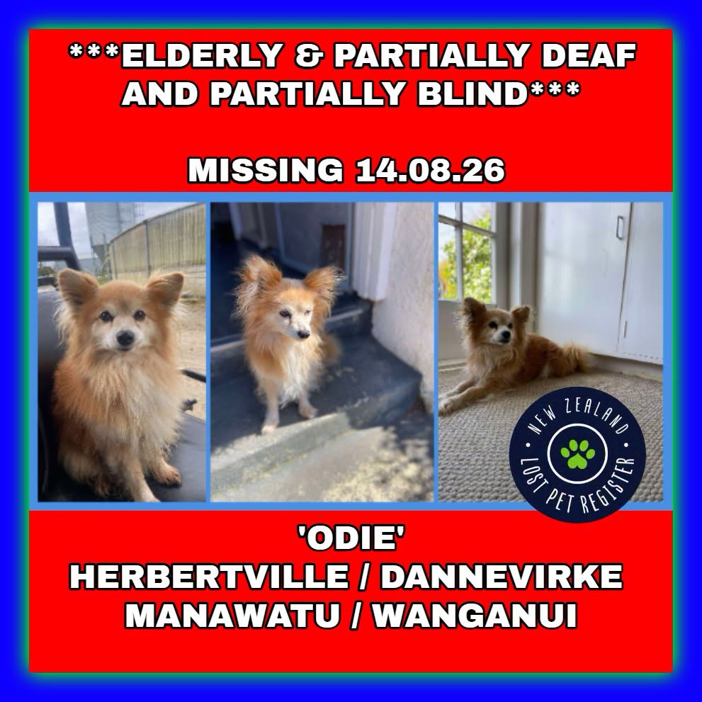 Lost dog