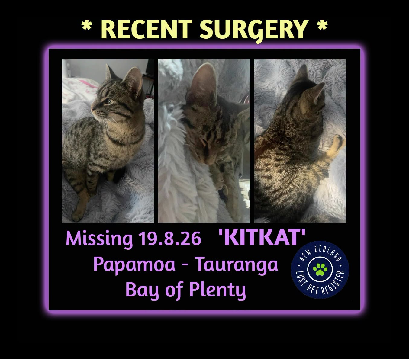 Lost Cat in Tauranga