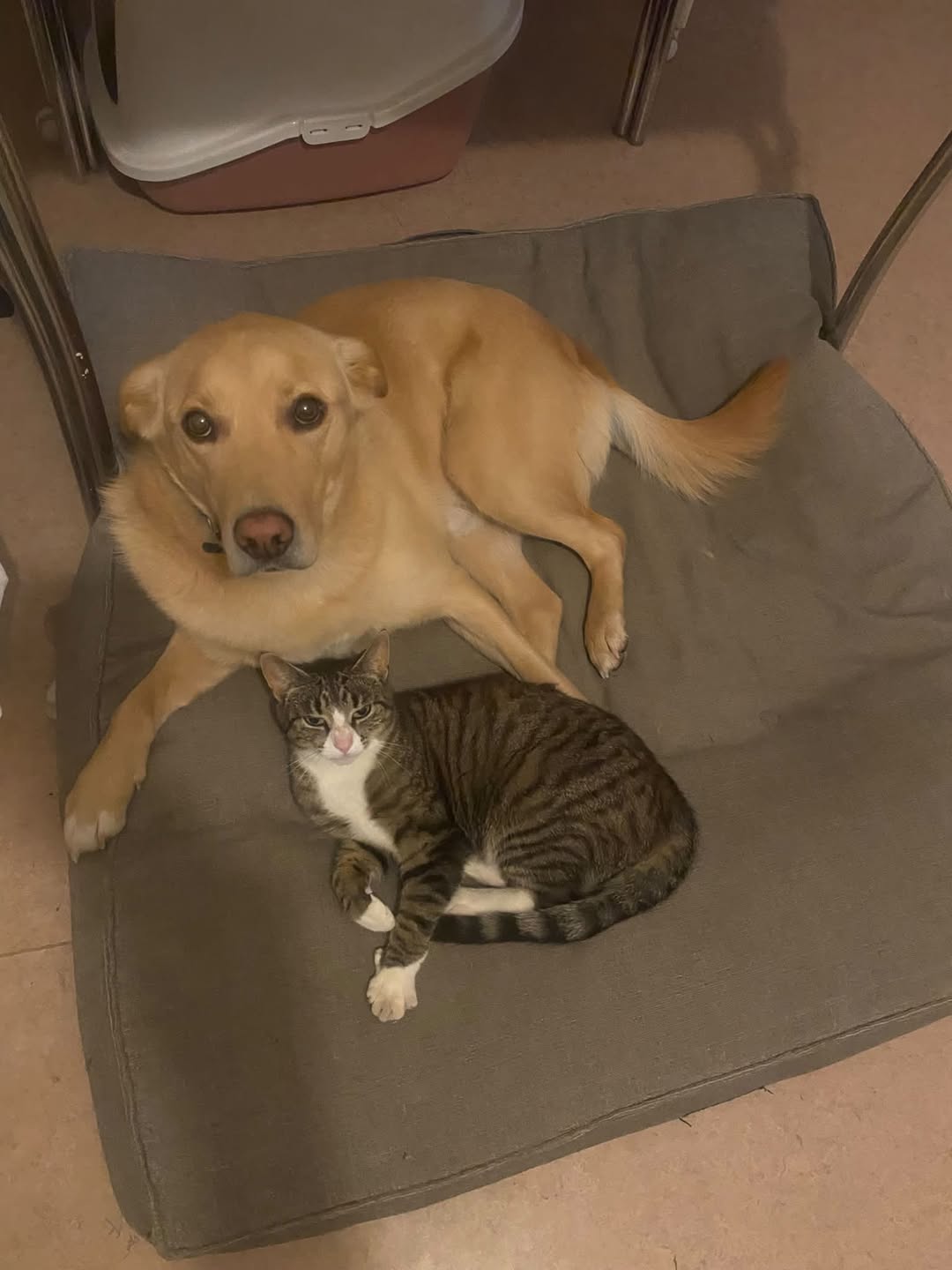 Lost Cat in Akureyri