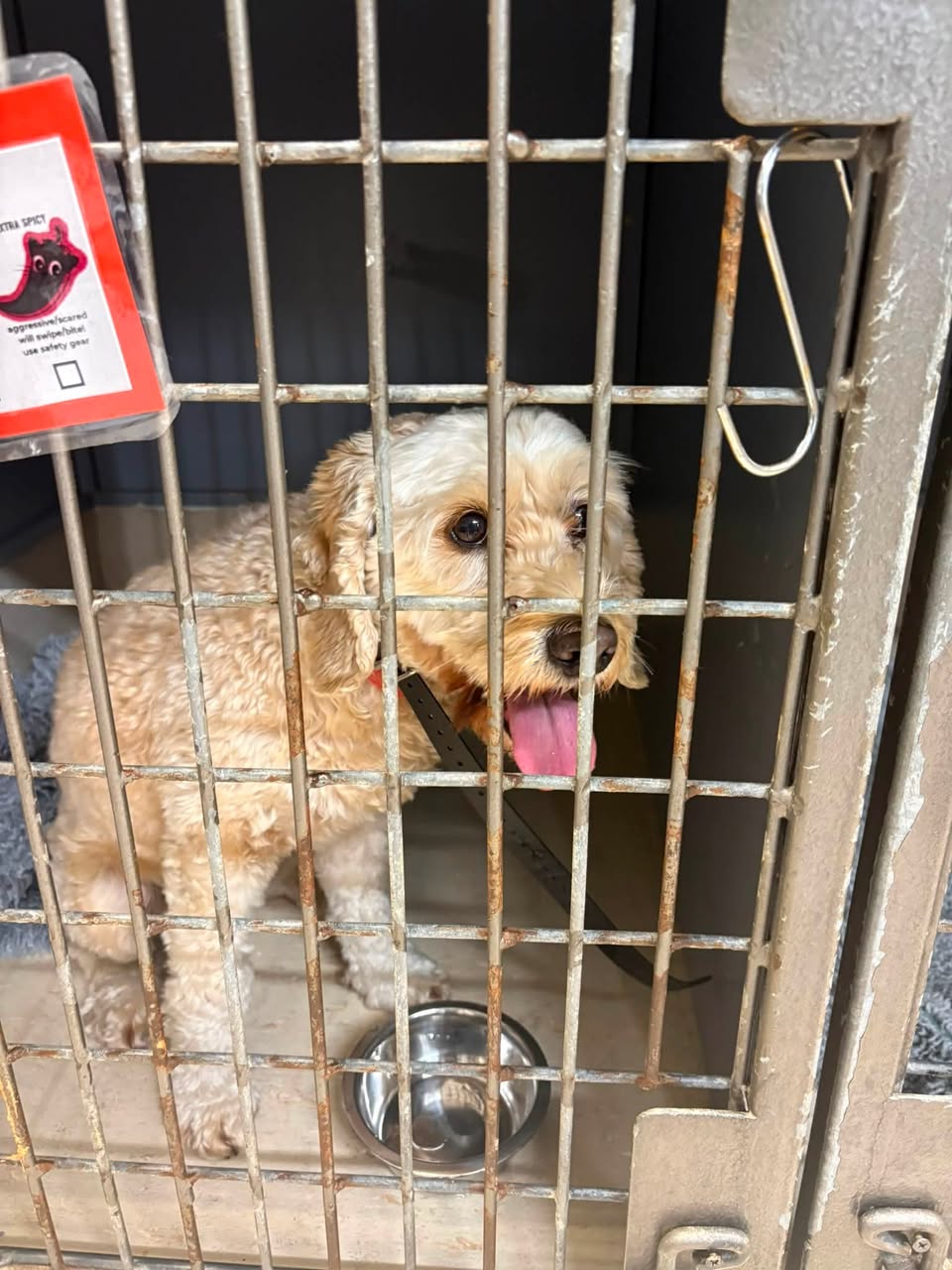Found dog