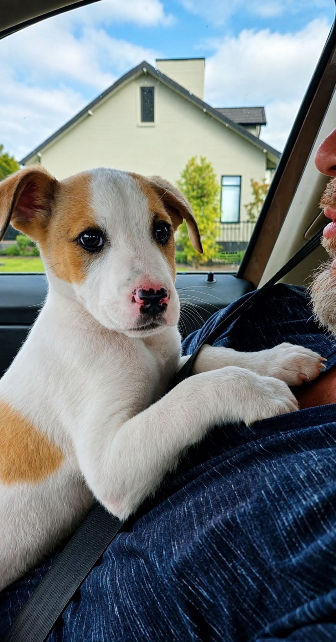 Found dog