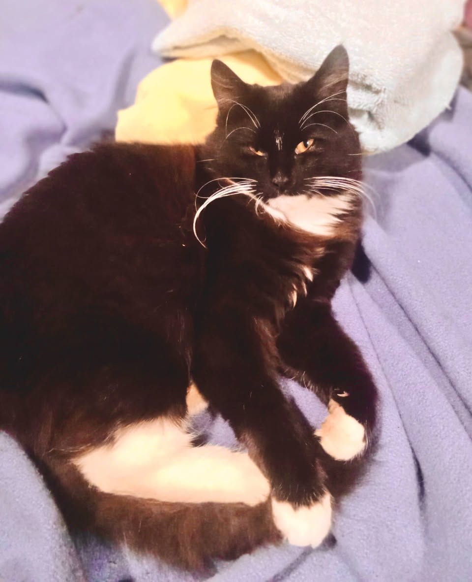 Lost cat