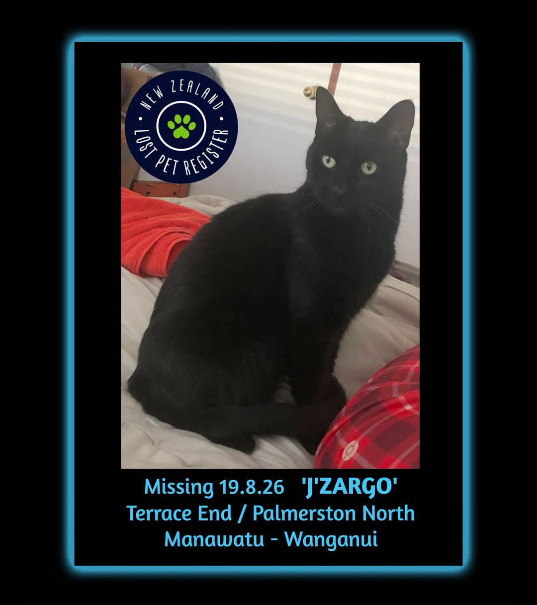 Lost cat