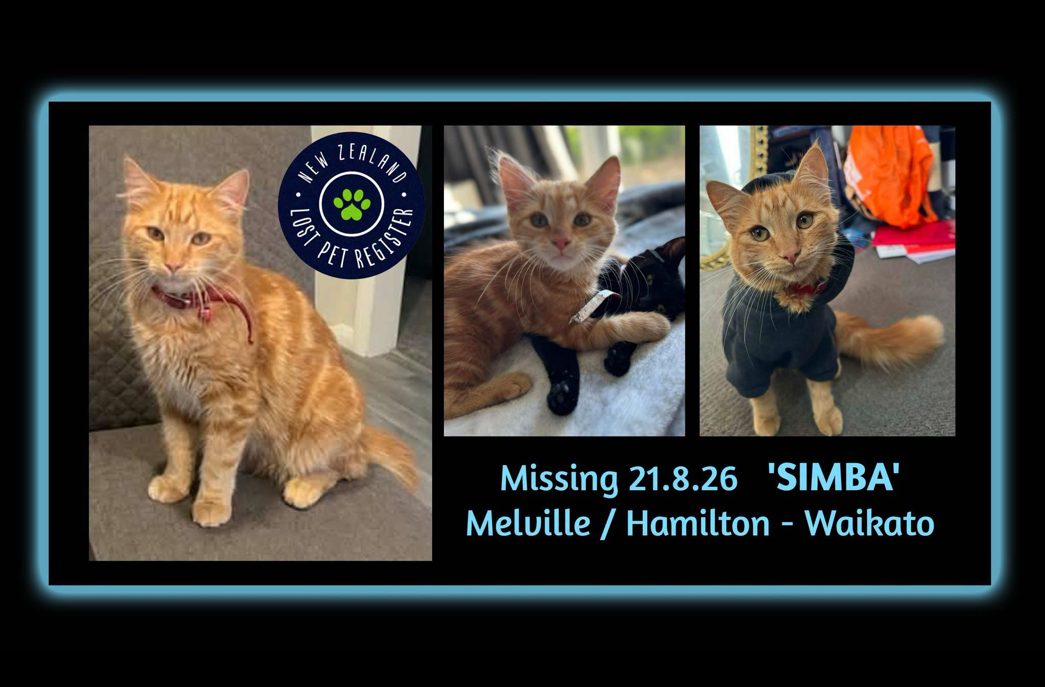 Lost Cat in Hamilton