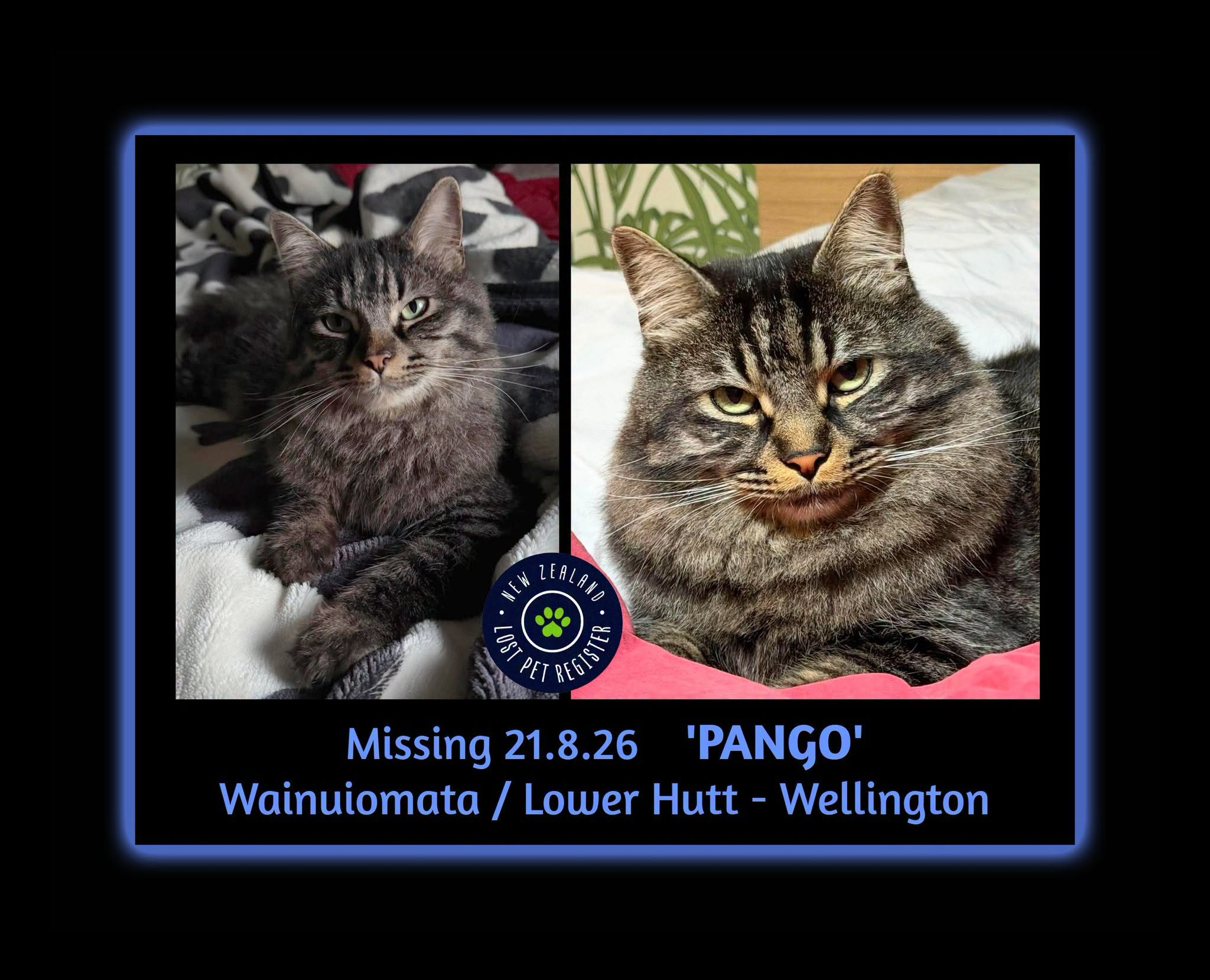 Lost Cat in Wellington