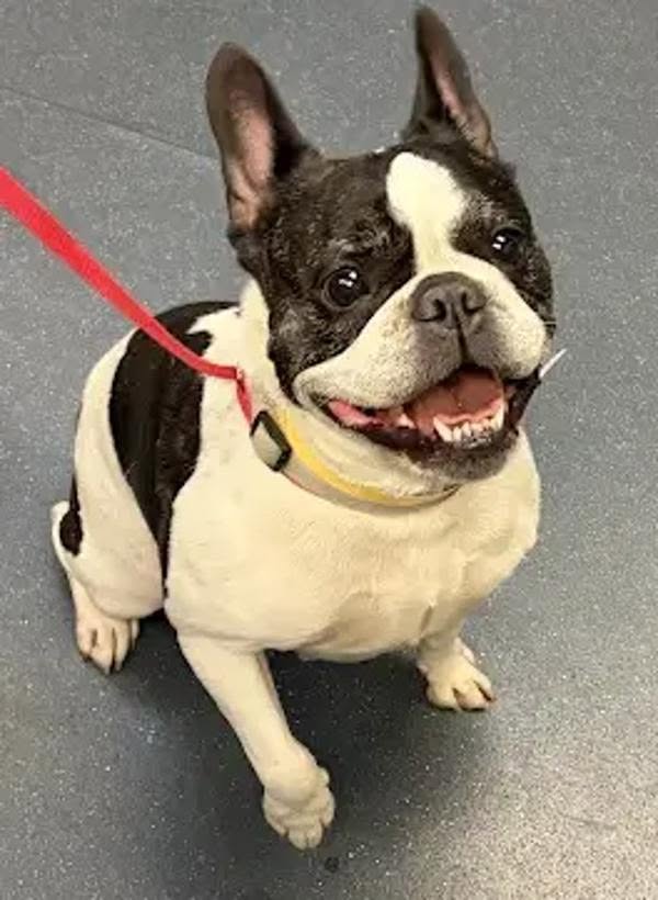 Found dog