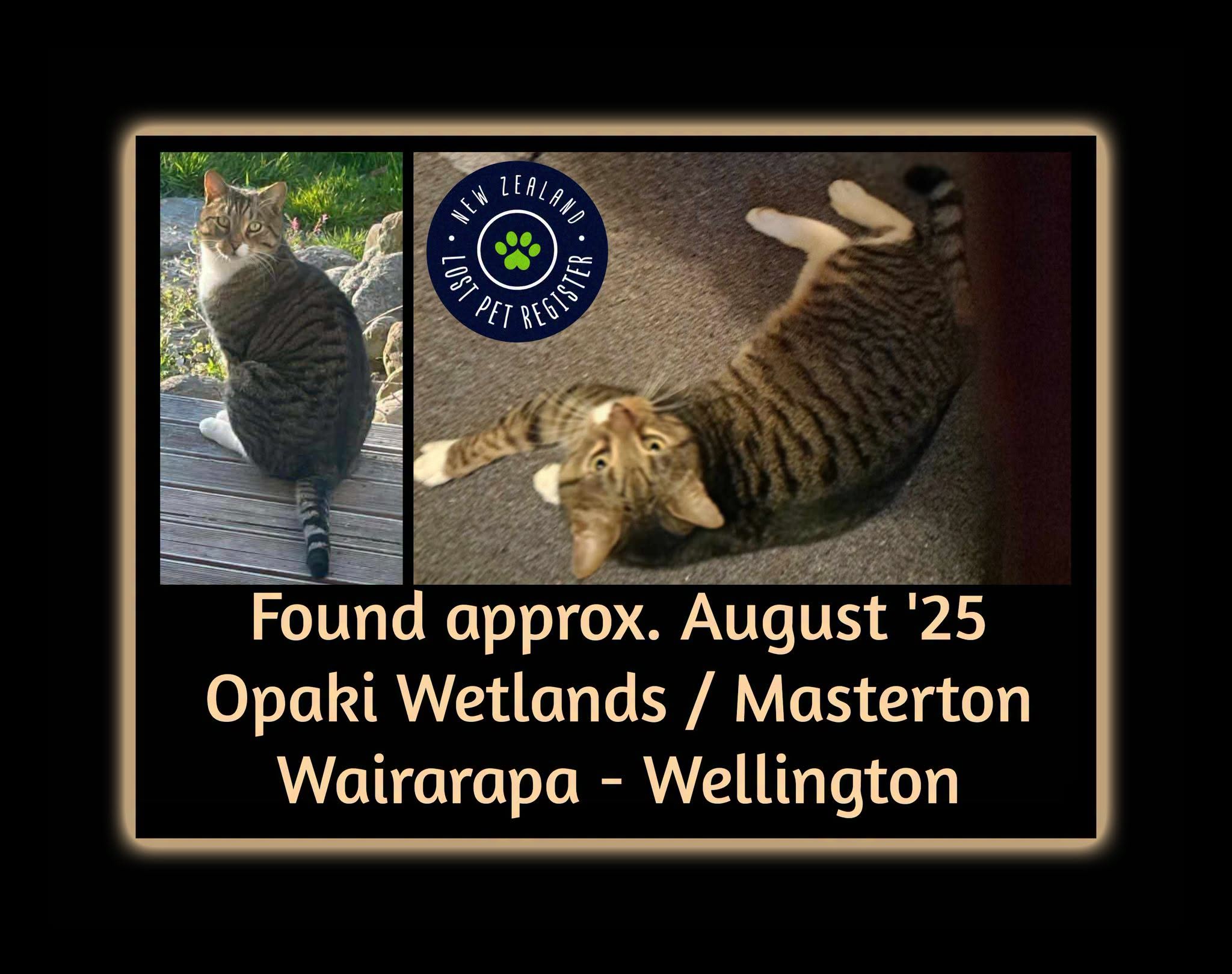 Found cat