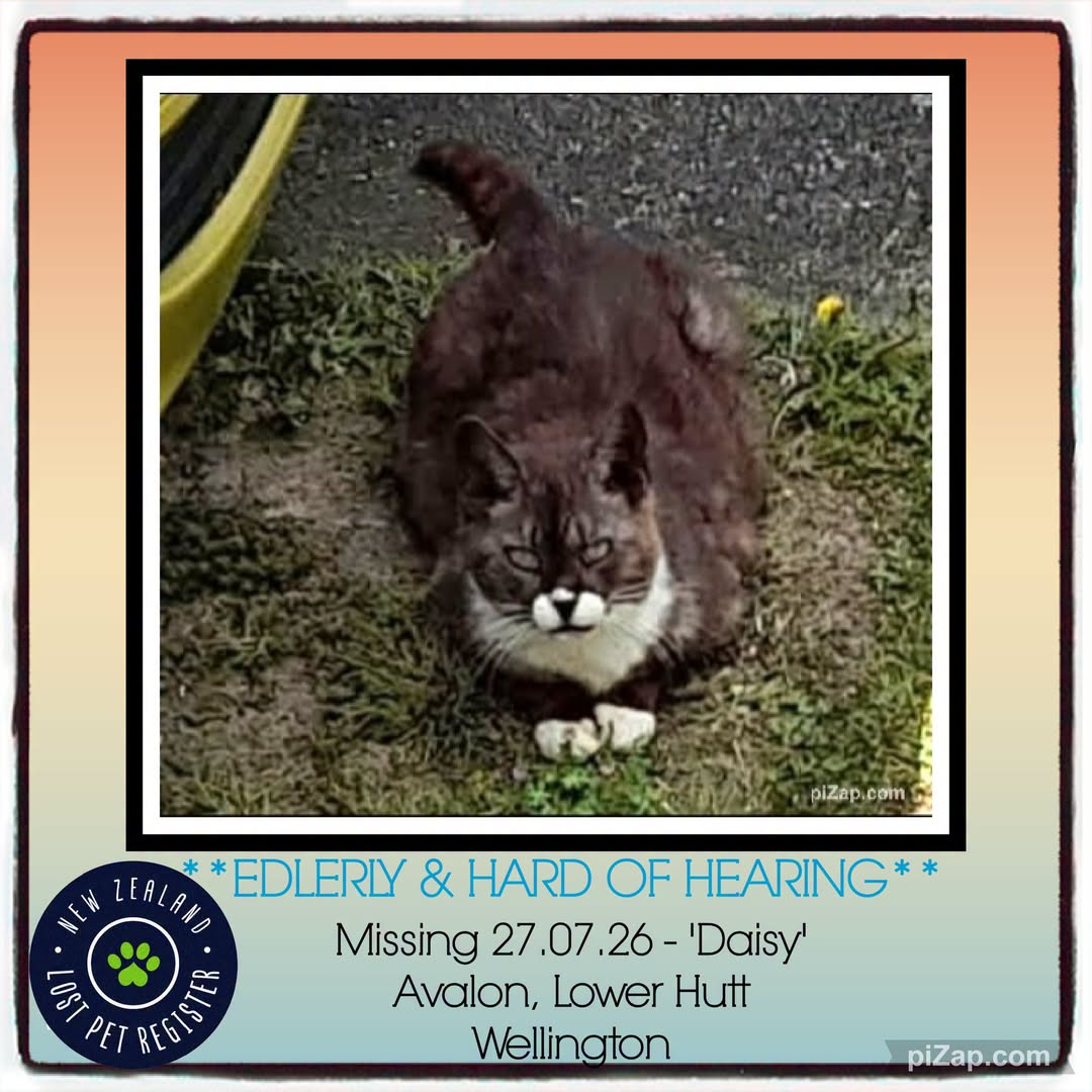Lost cat