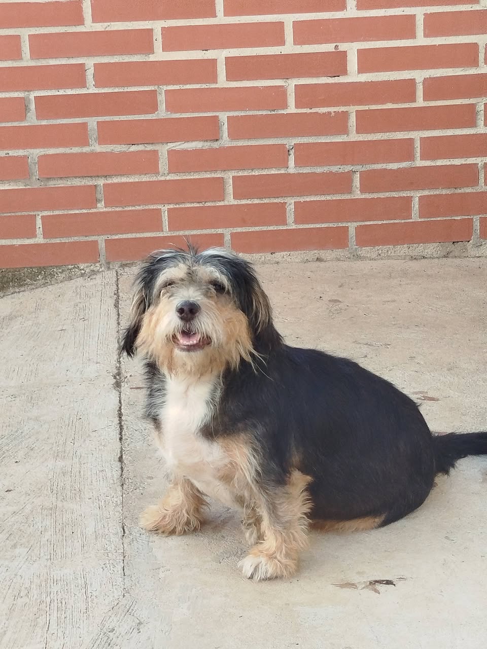 Found dog