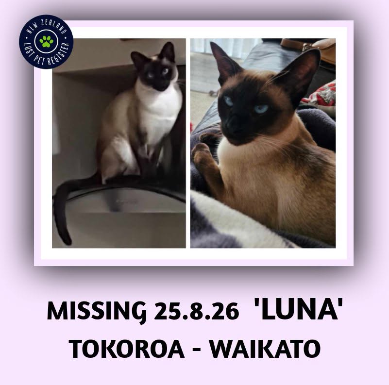 Lost cat