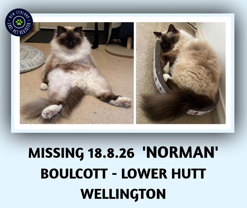 Lost cat