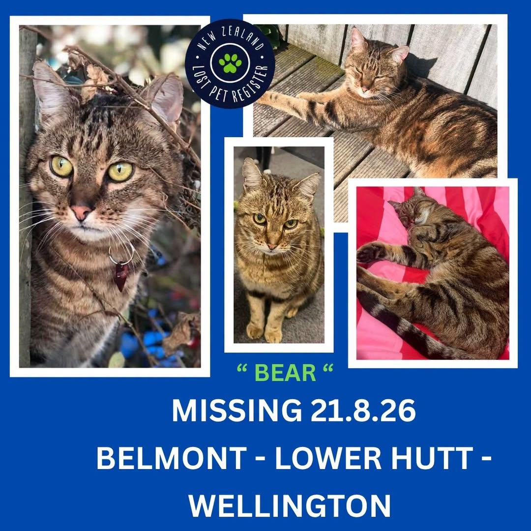 Lost cat