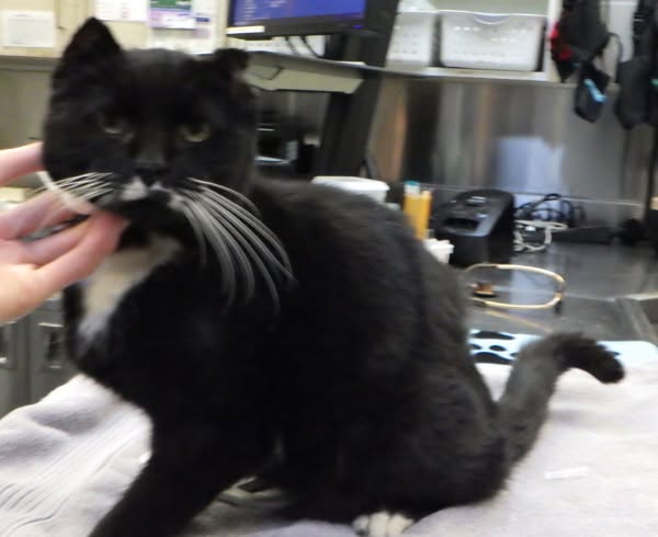 Found cat