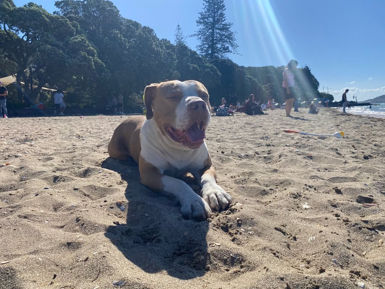 Lost Dog in Auckland
