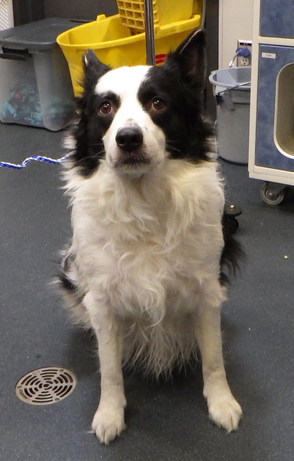 Found dog