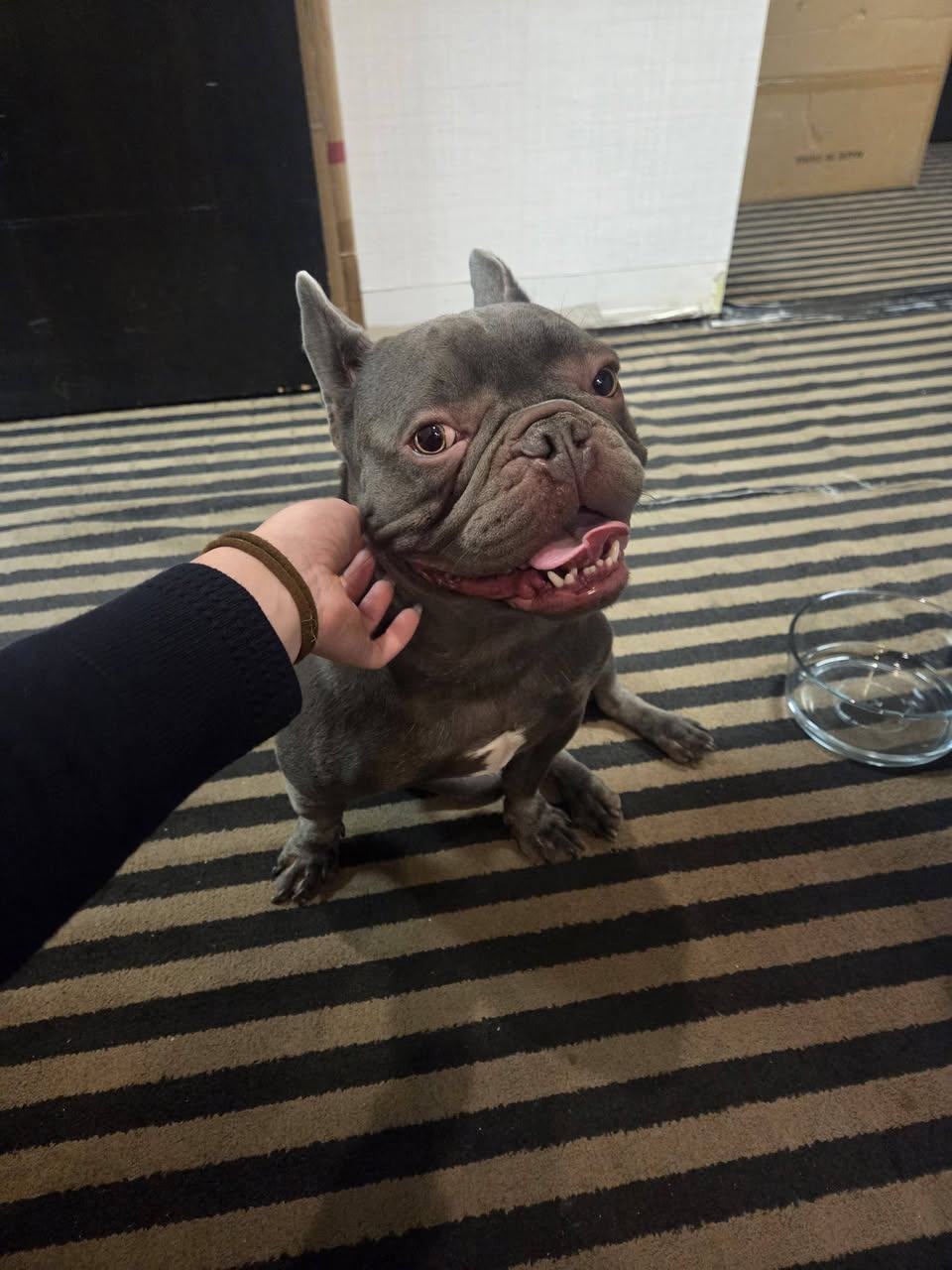 Found dog