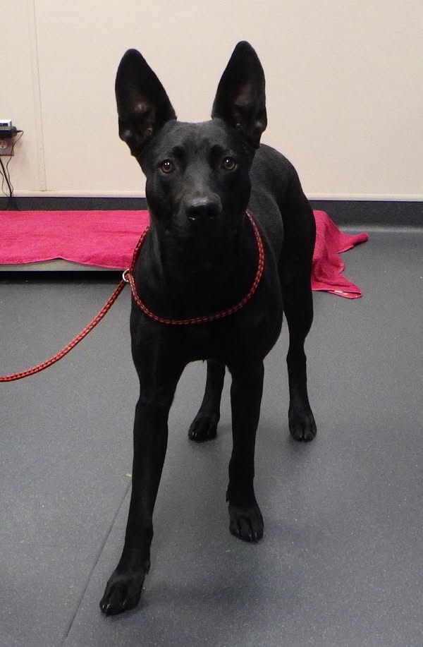 Found dog