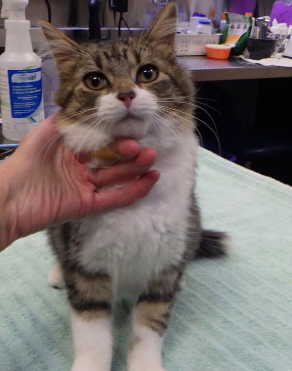 Found cat