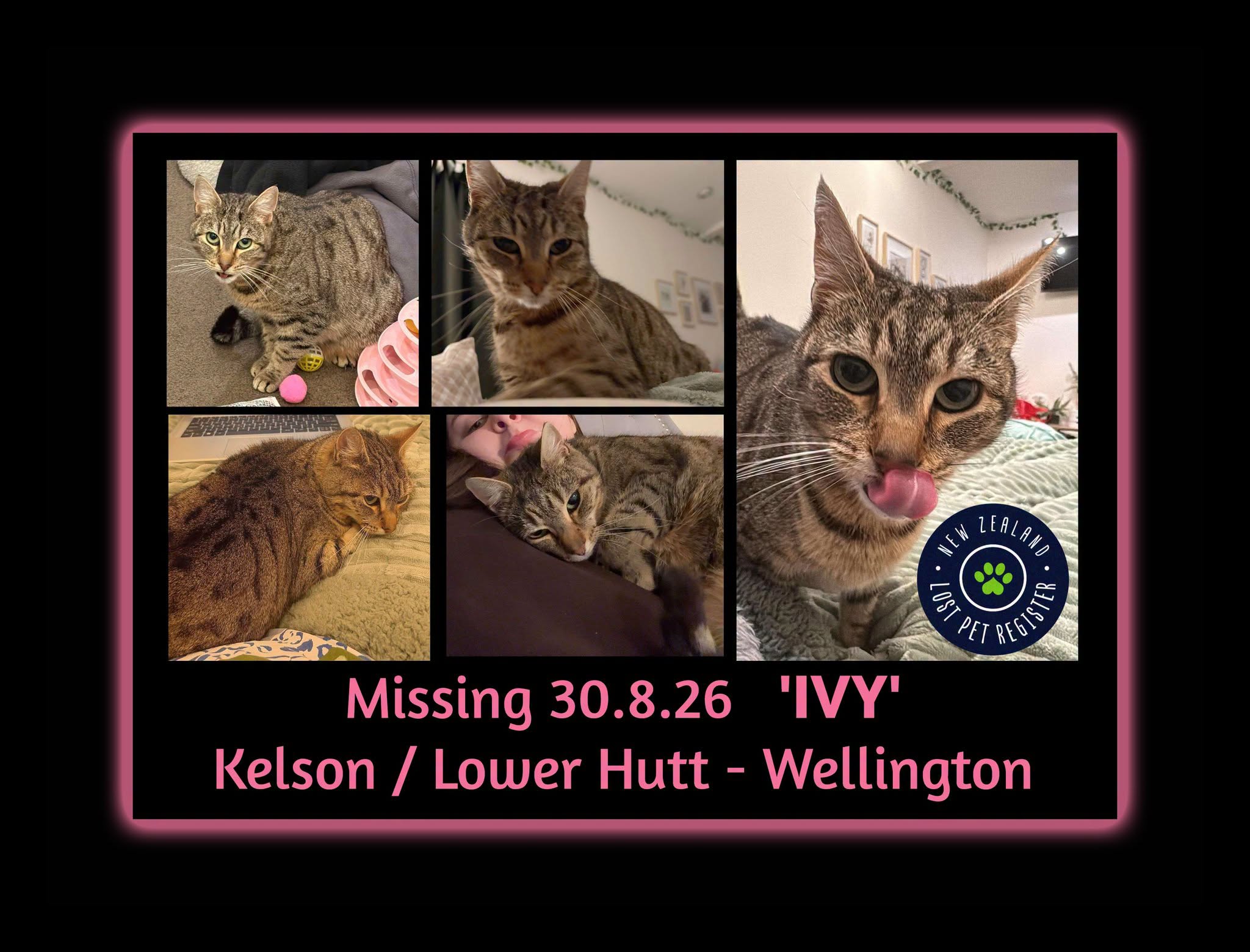 Lost Cat in Lower Hutt