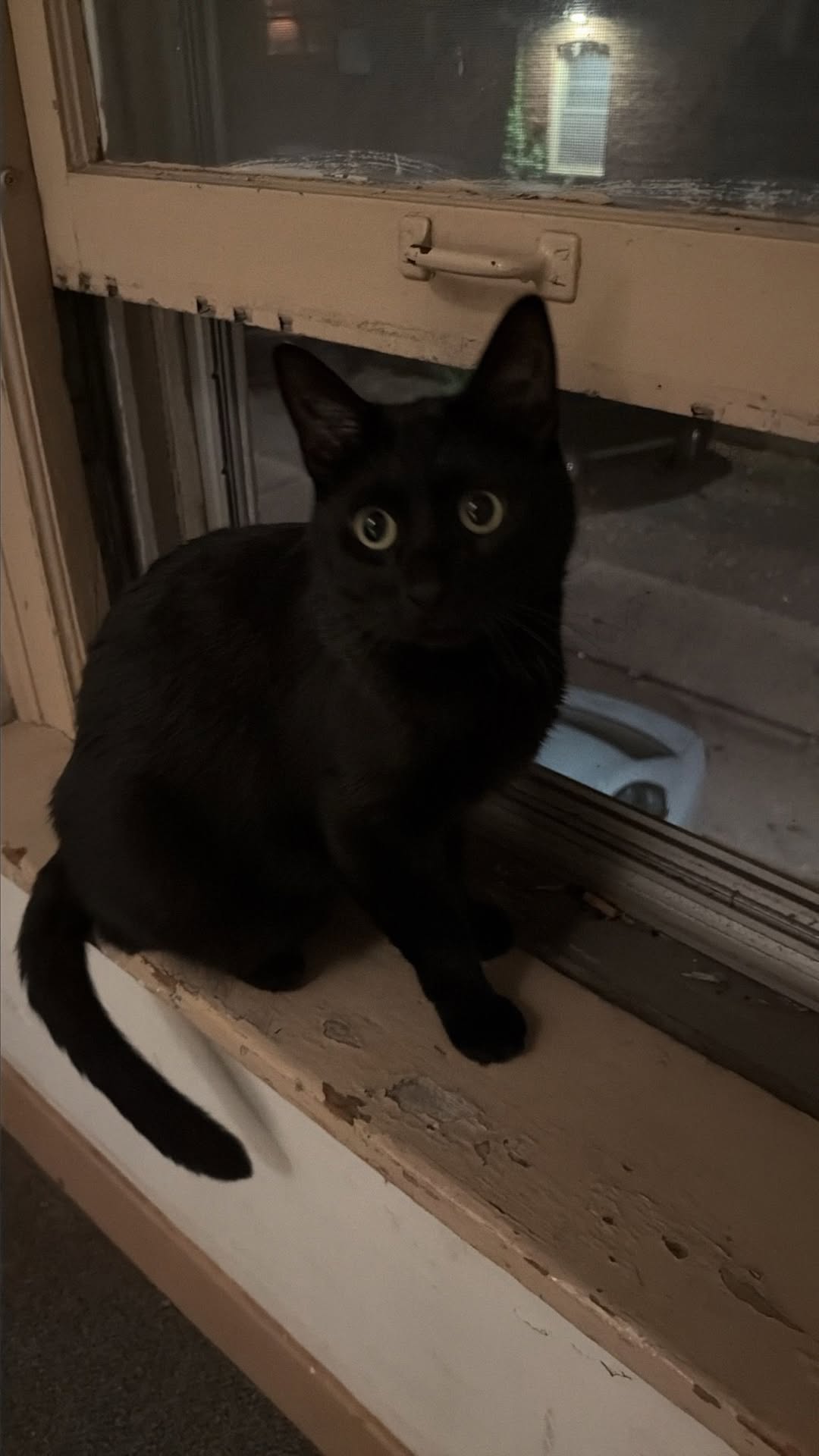 Found cat