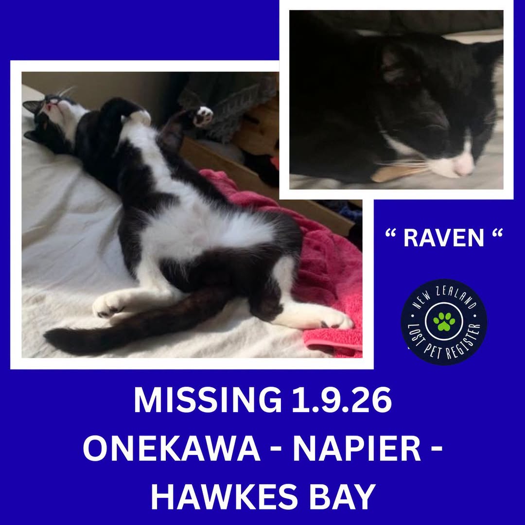 Lost cat