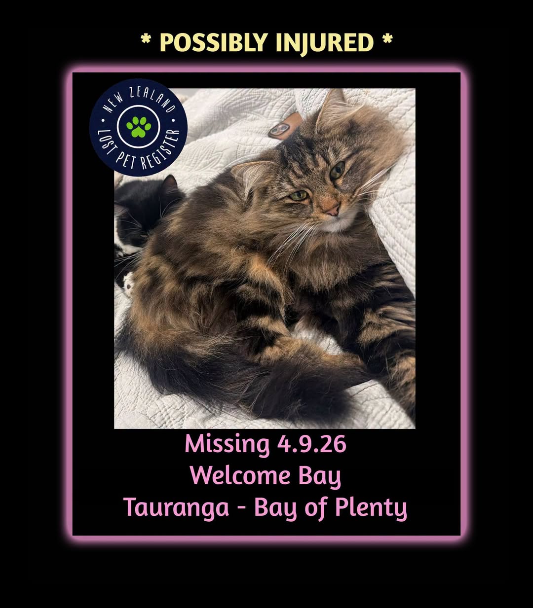Lost cat