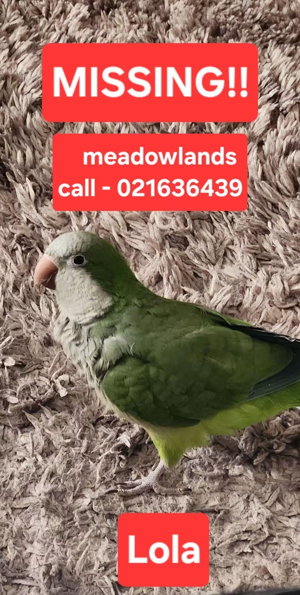 Lost Bird in Auckland