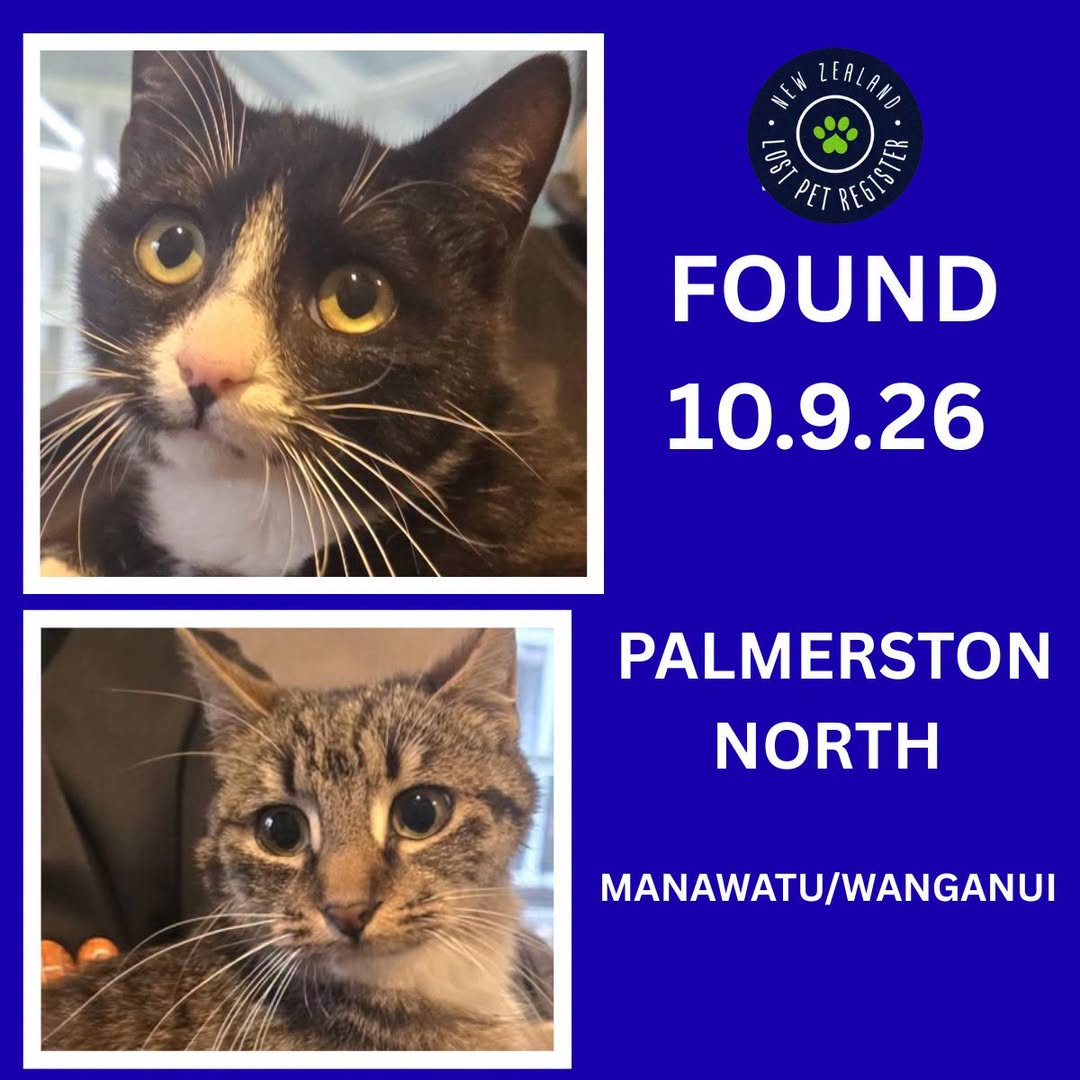 Found Cat in Manawatu-Wanganui