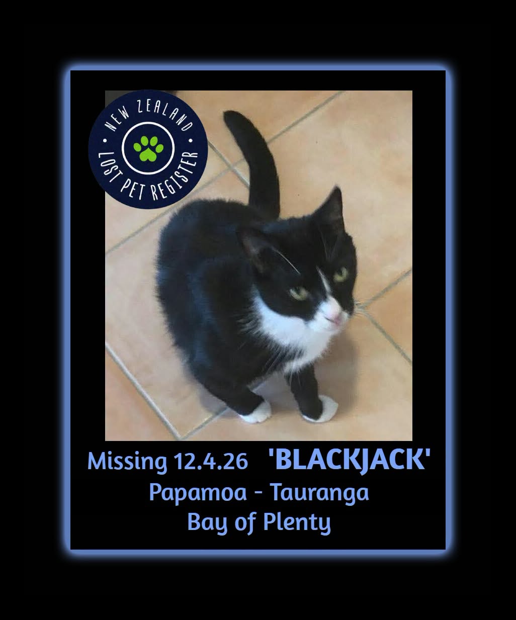 Lost cat