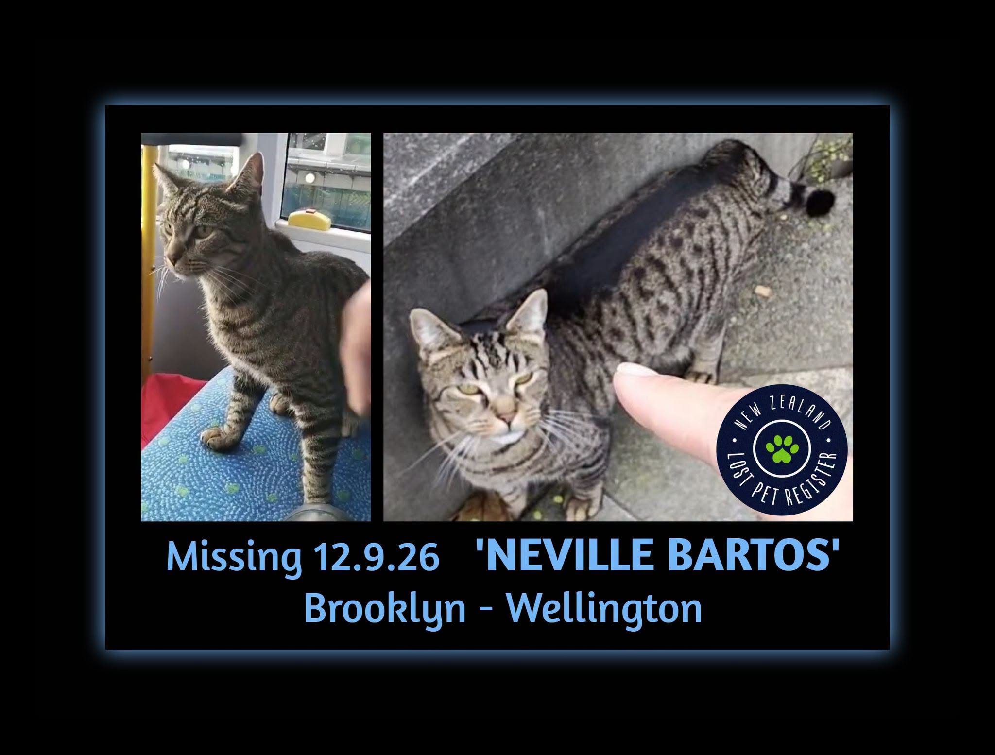 Lost Cat in Wellington