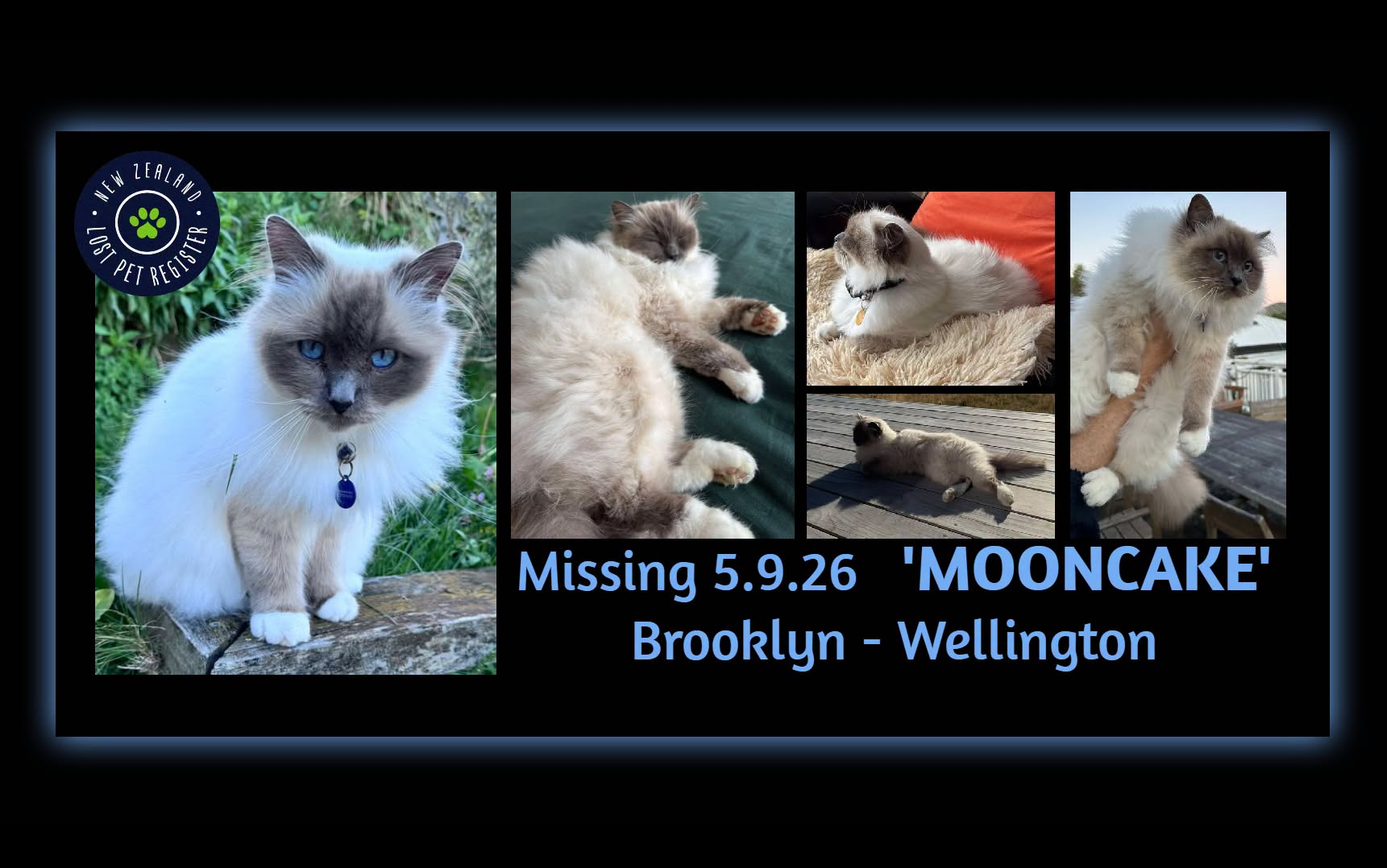 Lost cat