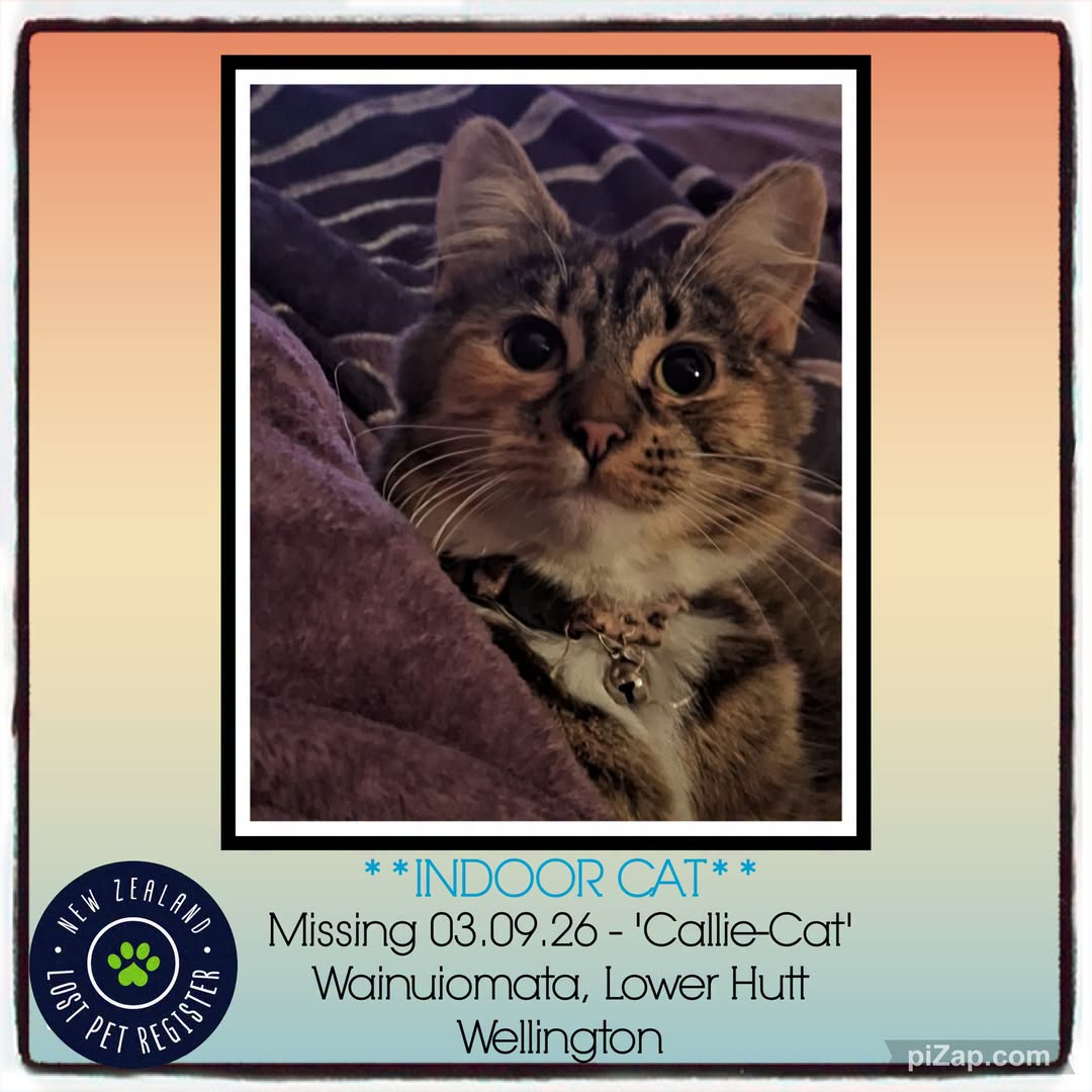 Lost Cat in Lower Hutt