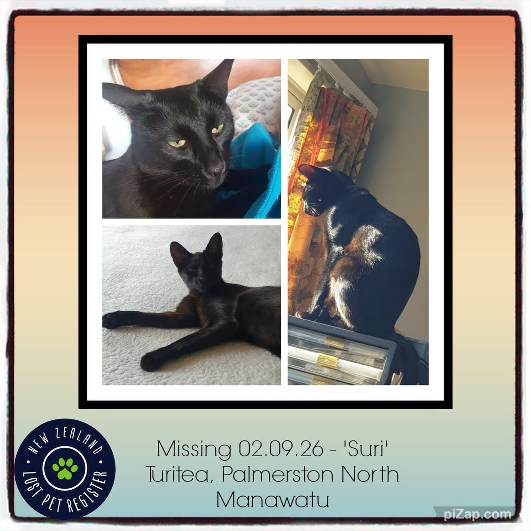 Lost Cat in Palmerston North