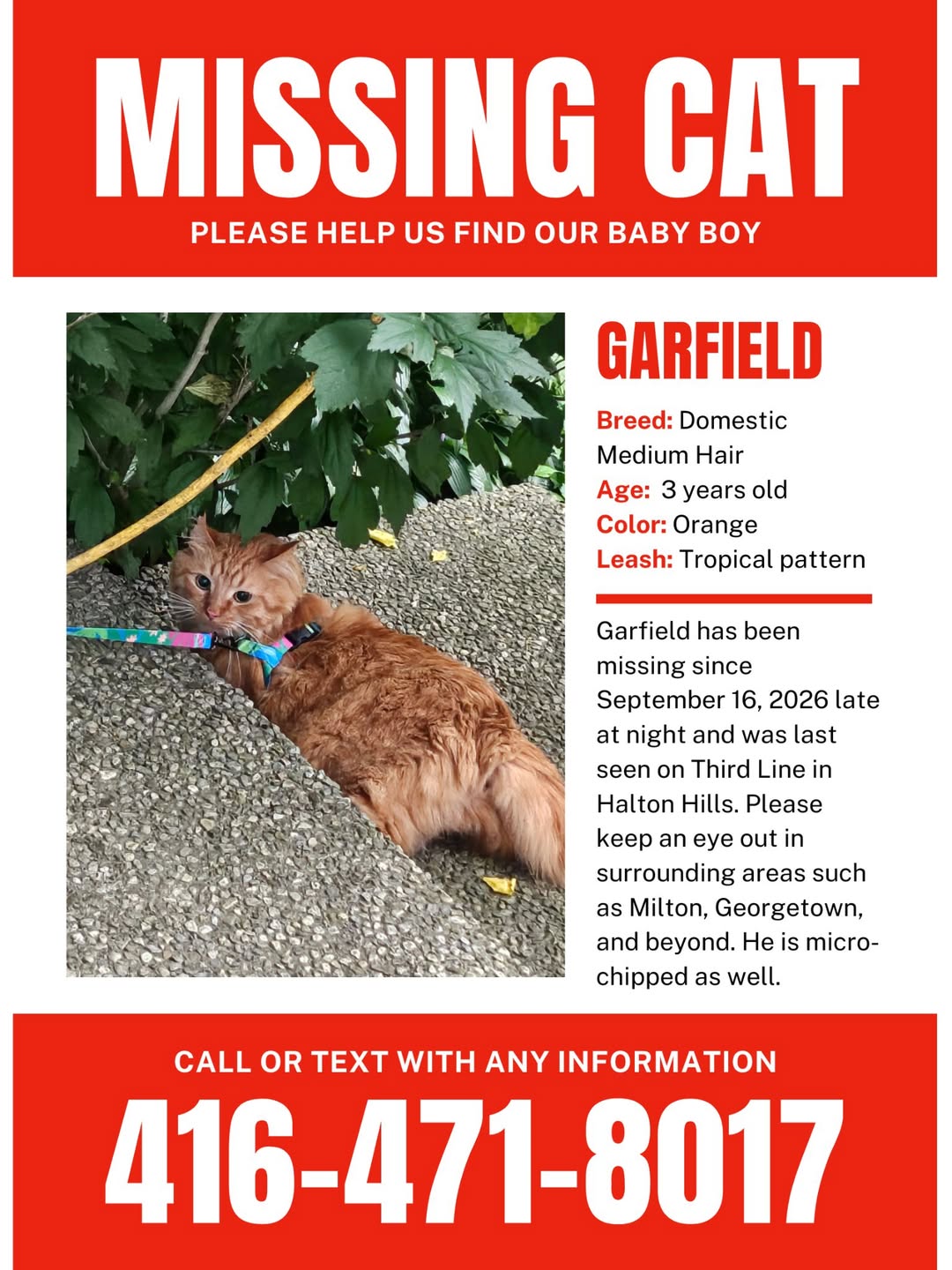 Lost Cat in Halton Hills