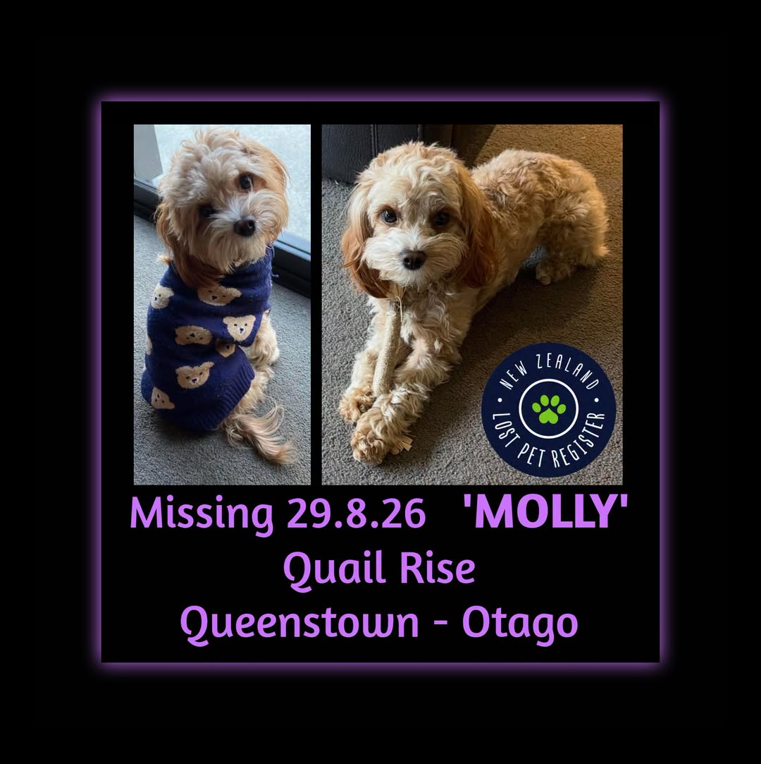 Lost dog