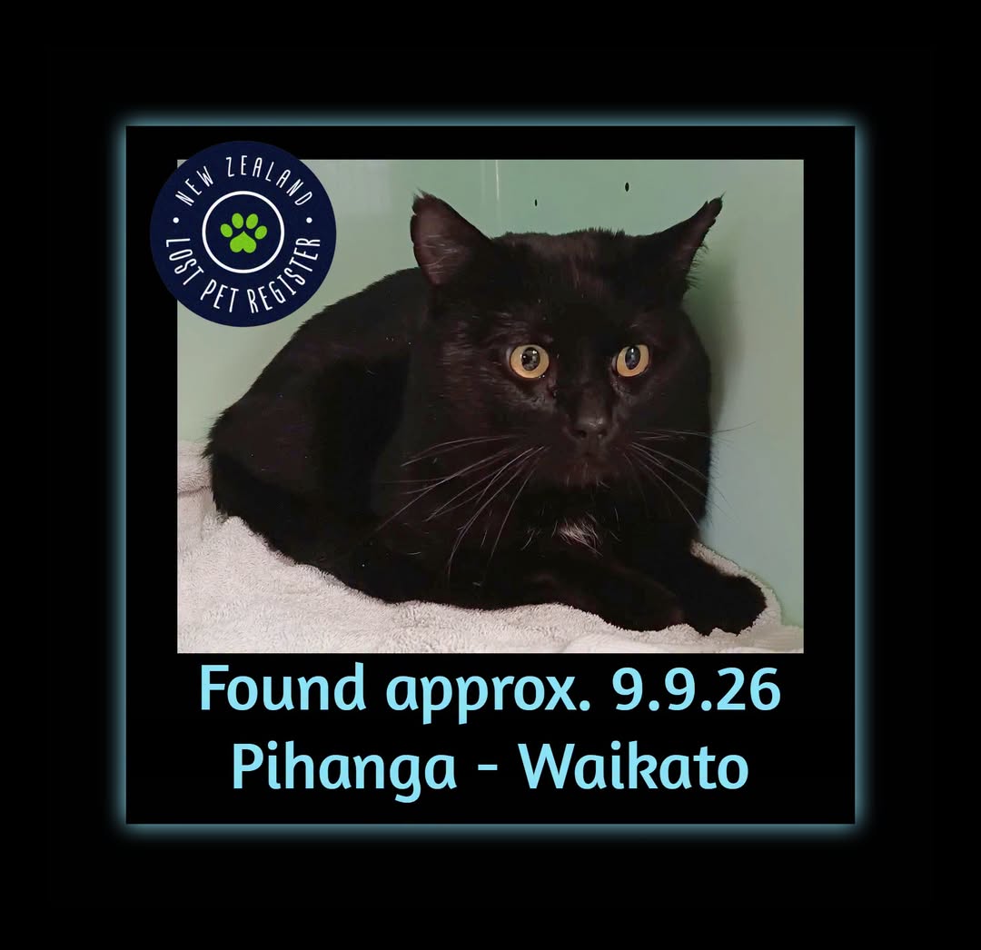 Found cat