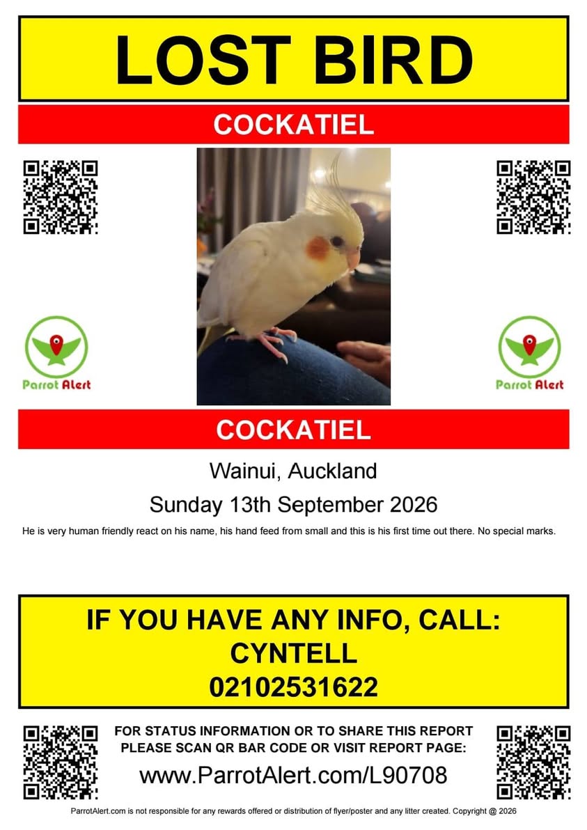 Lost Bird in Auckland