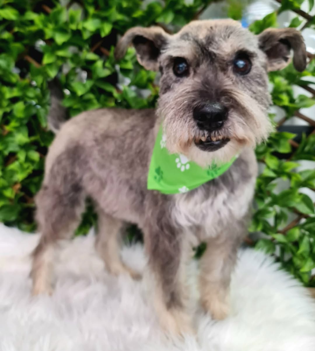 Lost Dog in Tauranga